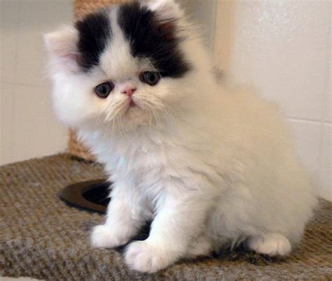 Persian kitty vids. Things To Know About Persian kitty vids. 